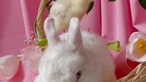 Sweet rabbitb & cat friendship will melt your heart