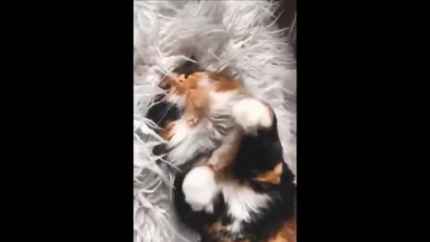 2 HOUR FUNNY CATS COMPILATION 2023😂 Cute and Funny Cat Videos to Keep You Smiling! 😻 #39