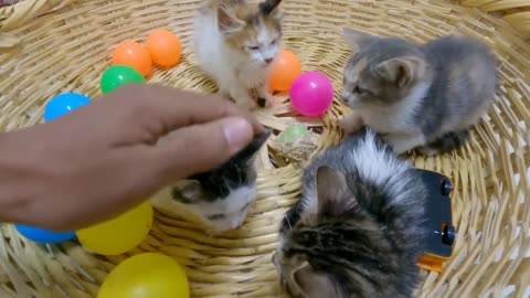 Kitten being brutally beaten by stray calico cats || I saved the kitten.