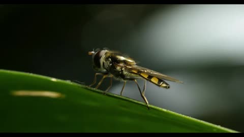 small slender hover fly flower flies or syrphid