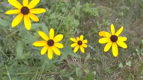 Black-eyed Susans