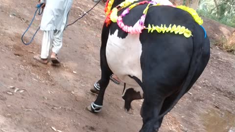 Beatifull bull ramp walk