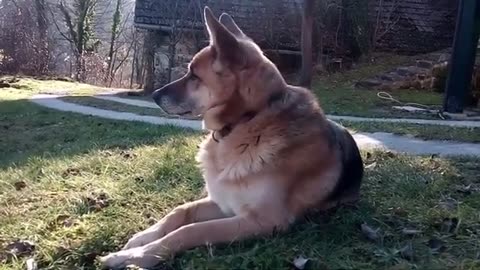 "Alles Wissenswerte über die beliebte Hunderasse: German Shepherd