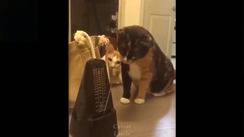 Cute And Funny Pets Try Not To Laugh