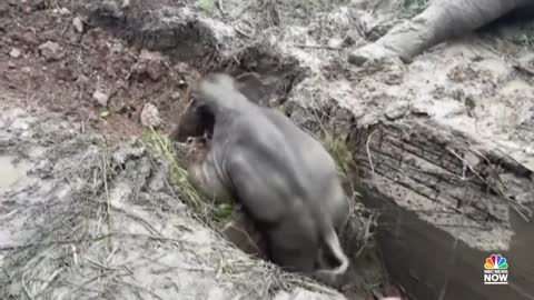 Watch: Dramatic Video Shows Rescue Of Baby Elephant That Fell Into A Manhole In Thailand