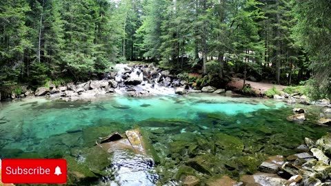 Serene Forest River Birdsong: Your Ultimate Natural Meditation Soundtrack