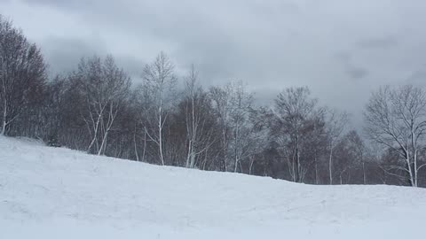 Snowy Forest (One Hour)