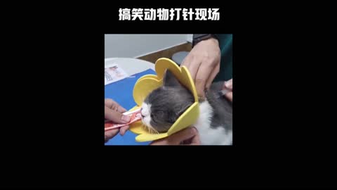 Funny animal injection scene