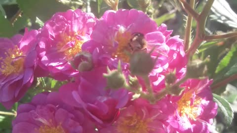 Bee on a flower