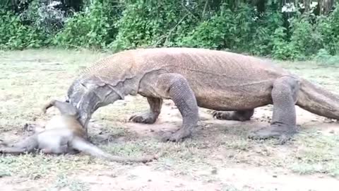 Komodo hunting a monkey- Comodo Dragons education for world