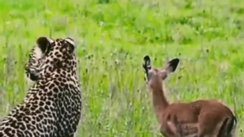 mother impala trying to save her baby from leopard