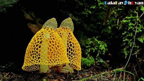 Yellow Gabion Mushroom (Phallus Indusiatus) Grow Time-lapse