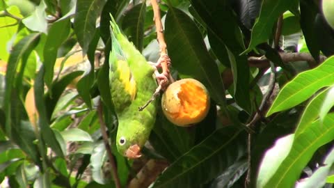 Parrot Eats Ripe Mango On A Delicious Tree