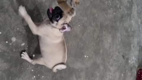 My funny pug dog