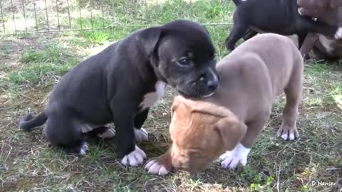 Pit Bull Growls and Snaps at Her Puppies!