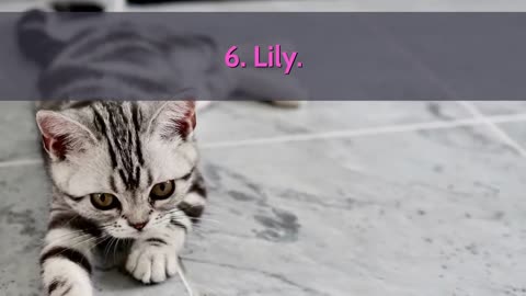 🐈 Cutest Cat Names - TOP 10 Cutest Cat Names For Male & Female!