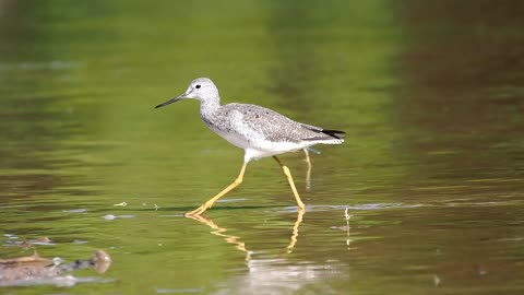 Greater Yellowlegs