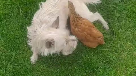 Chicken cuddles with dog!!! Luna and Goldi!