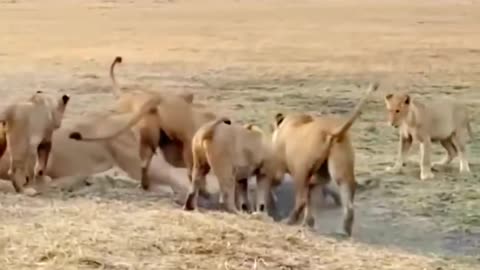 Lions vs crocodile fight