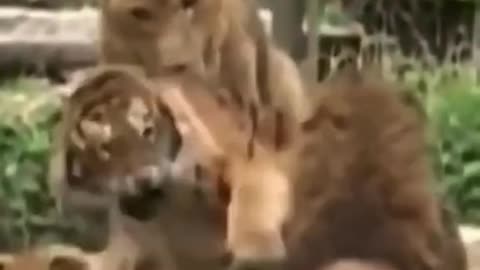 Liger fight