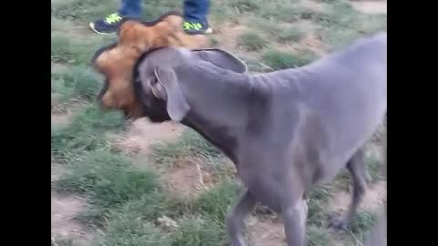 Great Dane loves her sunshine hat