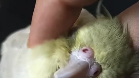 Sweet cockatiel