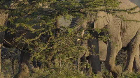 Beautiful elephants walking in forest