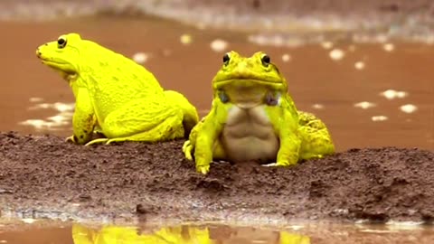 "The Golden Melodies: Exploring the Romance of the Indian Bullfrog in Vibrant Yellow Hue"