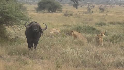 Lions vs Buffalo; Tanzania Safari highlights