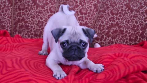 baby pug Carlos barking