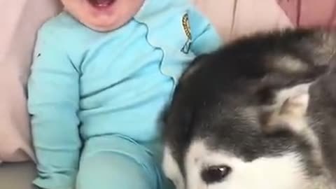 Baby and the Nanny Husky!