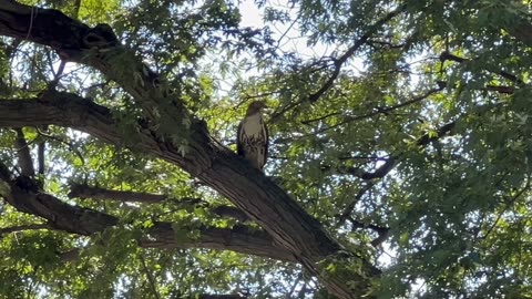 Spotted a rough legged hawk searching for a meal