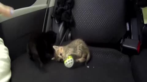 Baby Cats Playing