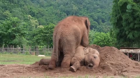 Cute Baby Elephant Pyi Mai Doesn't Want Her Playmate Take A Nap - ElephantNews