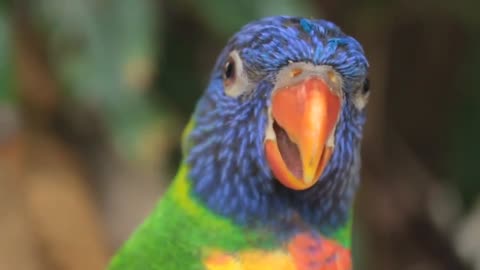 Adorable Parrot Finding the Perfect Partner! 🦜❤️