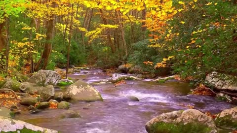 Calming mountain stream sound, peaceful birds chirping in the Amazon forest, best place to relax