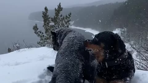 Dog and cat playing in snow