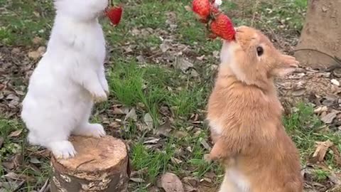 Make a strawberry tree for the little rabbit, so it can be happy without worries.