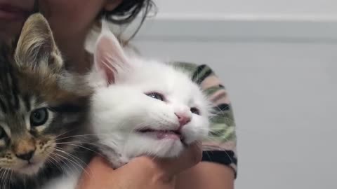 Adorable Maine Coon Kittens.