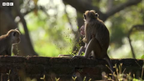 Baby Macaque Monkeys Must Learn to Fit in | Growing Up Wild | Baby Macaque Monkey Pet