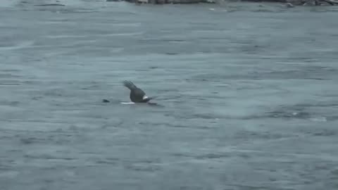 Eagle Dies While Hunting Octopus In The Ocean Full Video