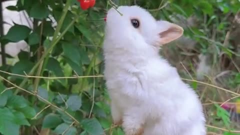 Cute rabbit eating barries..