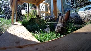 Rabbits enjoying their lunch