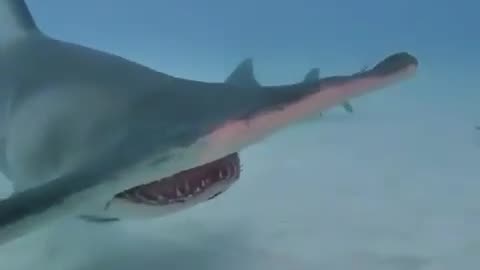 A hammerhead shark approaches with curiosity a group of divers