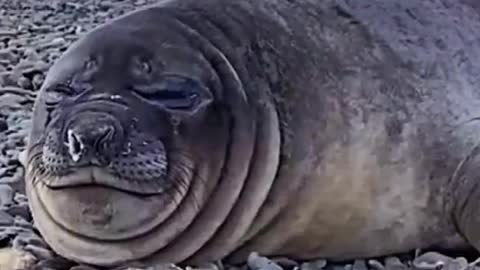 It's a sea lion, isn't it? It's too fat to walk. It's hilarious