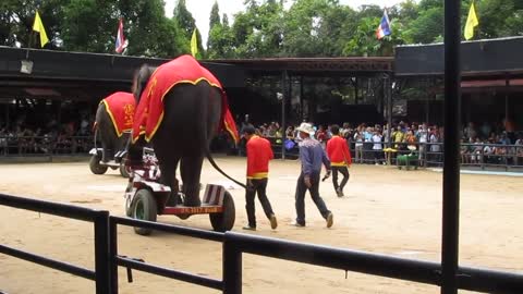 IOI 2011 - The Elephant Show - Riding the Bicycle