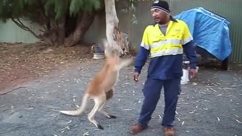 kangaroo boxing