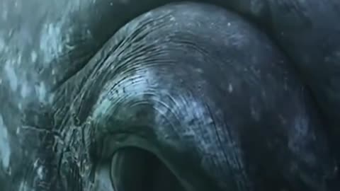 Amazing Big eye of whale😱😱#shorts #viral #trending #animals