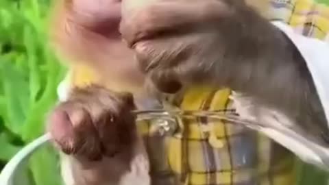 Cute Animal Video