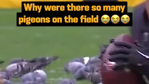 “Put me in coach” - every pigeon in Pittsburgh. #nfl